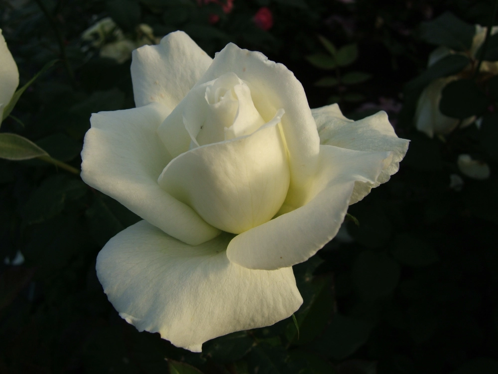 Edelrose 'Roy Black®', 30 bis 60 cm Höhe, weiß Cover